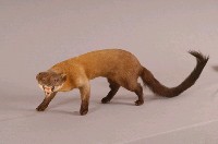 黃喉貂藏品圖，第4張